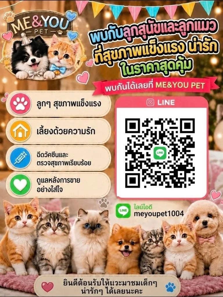 น้องบิชอง ฟริเซ่ ไซซ์มินิ นำเข้าจากประเทศเกาหลี 🇰🇷🐶