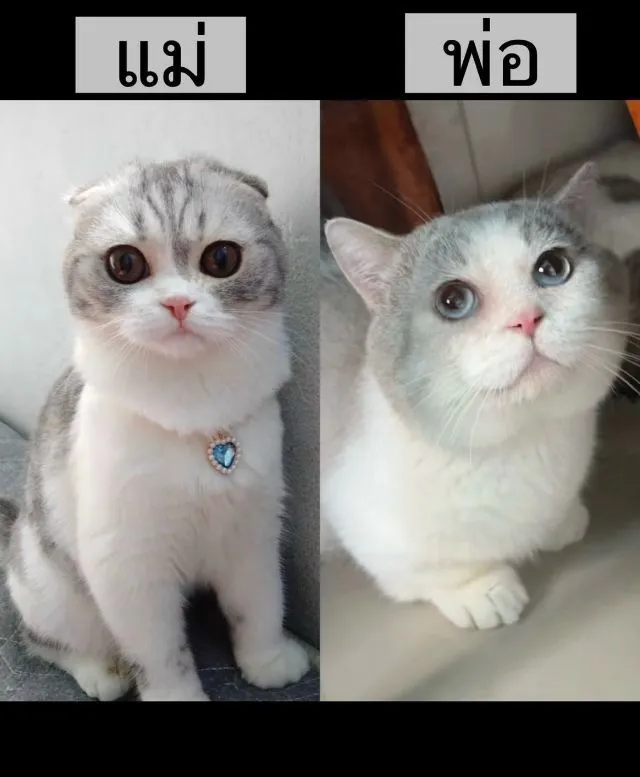 ตามหาคุณแม่ใจดี