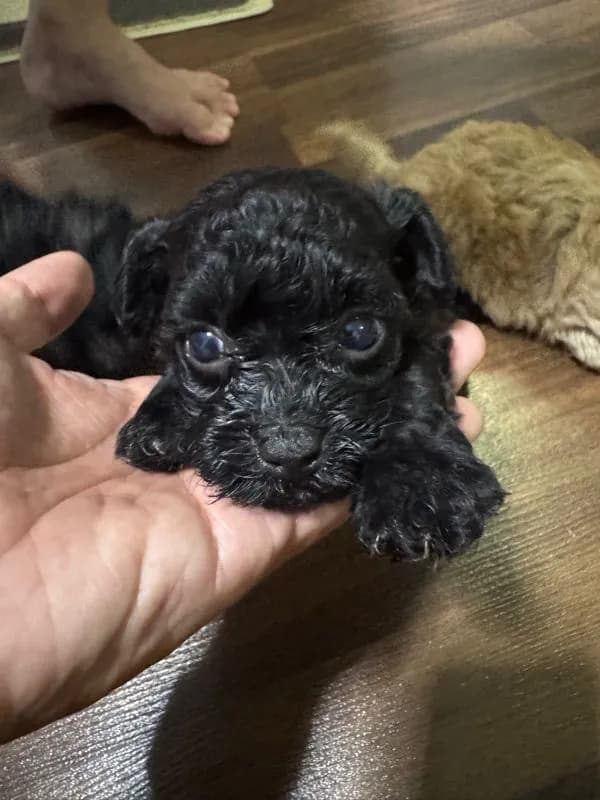ลูกพุดเดิ้ลทอย แท้