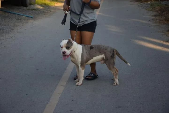 American bully xl