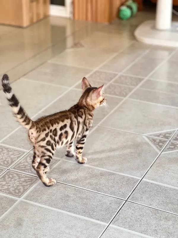 ขายน้องแมวเบงกอล มีทั้ง ช ญ จ้า
