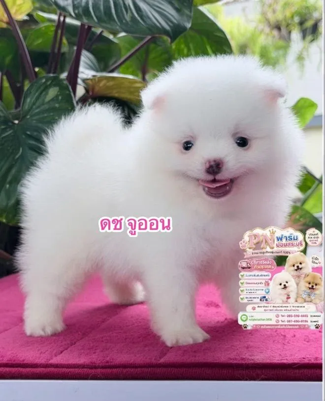 ปอมแท้สีขาว