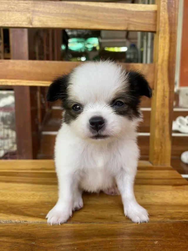 น้องหมาชิวาว่าแท้ โคราช