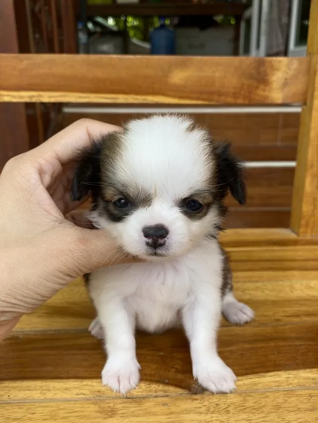 น้องหมาชิวาว่าแท้ โคราช