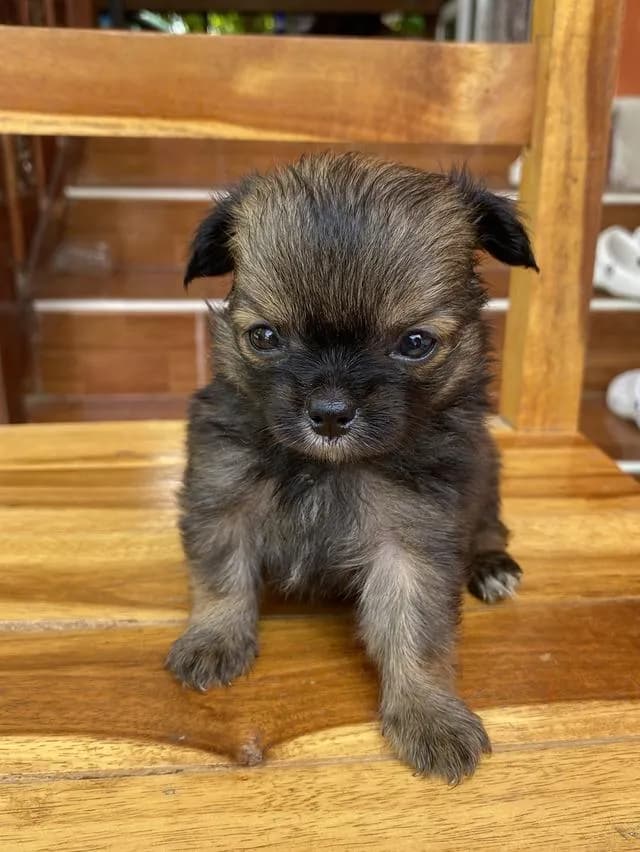 น้องหมาชิวาว่าแท้ โคราช