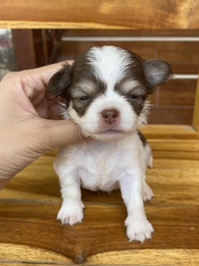 น้องหมาชิวาว่าแท้ โคราช