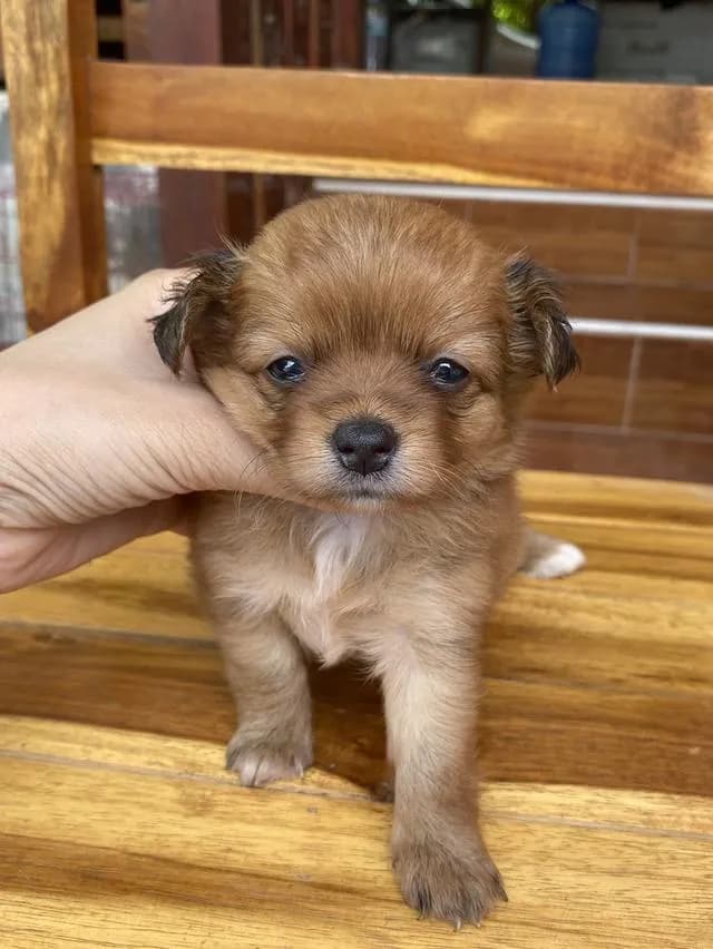 น้องหมาชิวาว่าแท้ โคราช