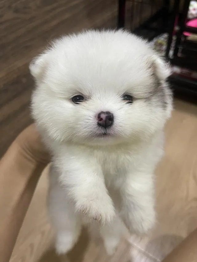 ขายลูกสุนัขพันธุ์ปอมเมเรเนียน
