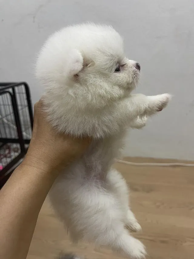 ขายลูกสุนัขพันธุ์ปอมเมเรเนียน