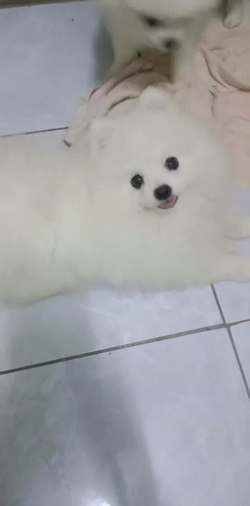 สุนัขปอมเมอเนเยียนเพศชายสีขาว