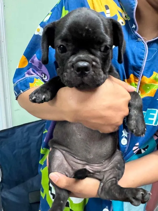 เฟรนมีหาง