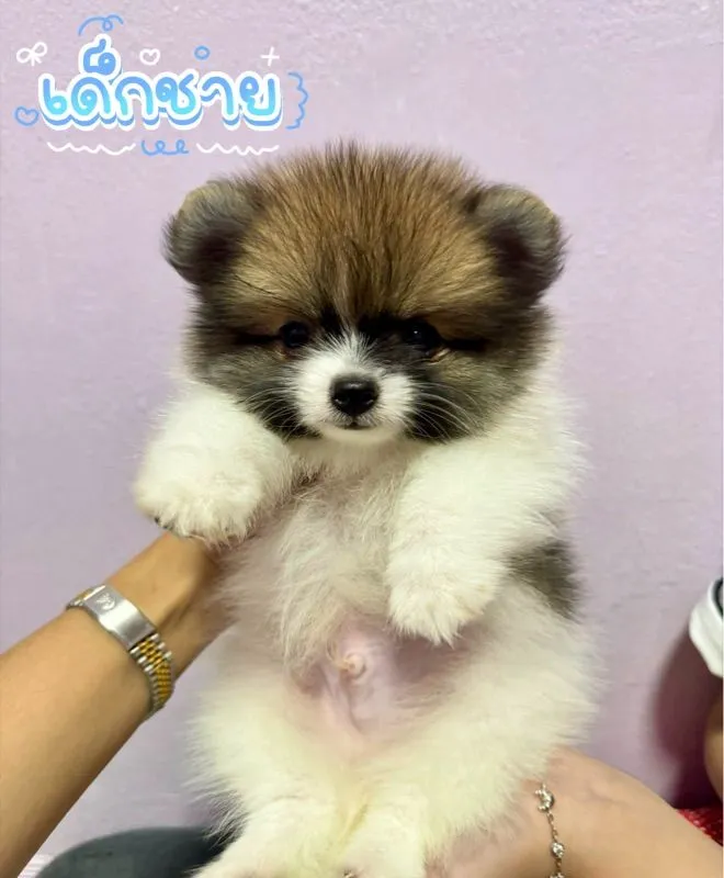 ปอมเมอเรเนียน