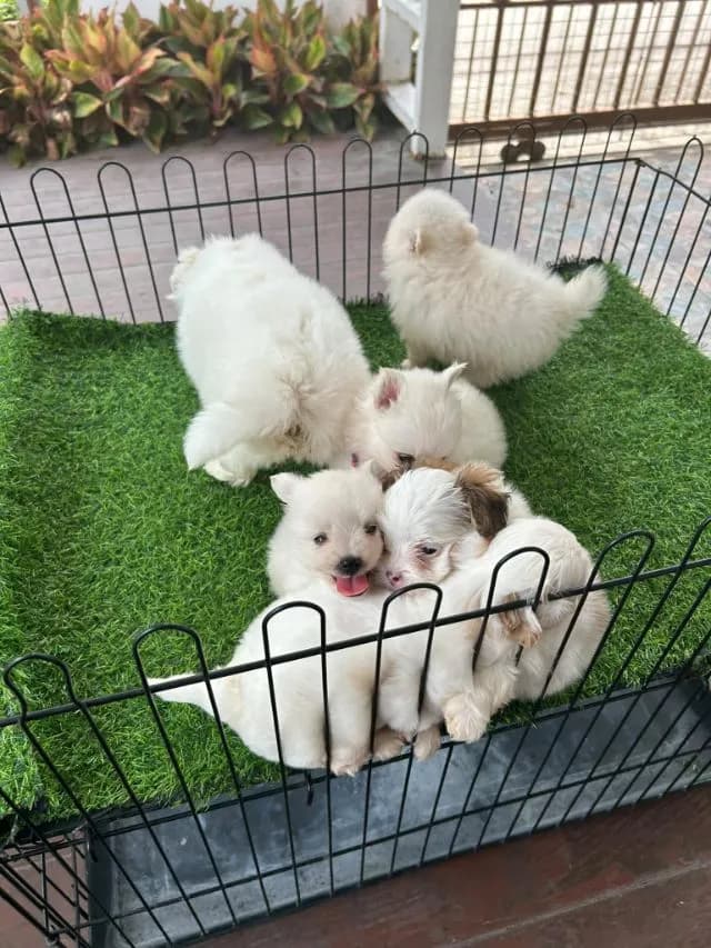 ปอมกับชิสุ