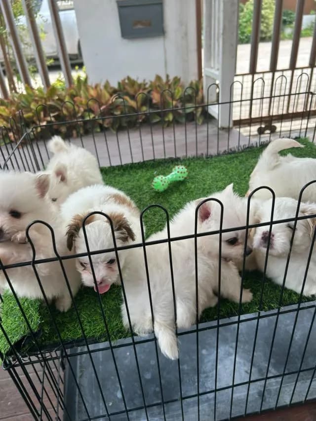 ปอมกับชิสุ