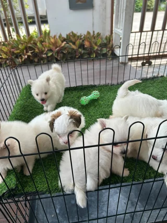 ปอมกับชิสุ