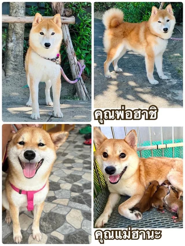ลูกสุนัข ชิบะอินุแท้ 💯 มีใบเพ็ดดีกรี อายุตอนนี้ 19 วัน พร้อมย้ายบ้านสิ้นเดือนพฤษภาคมค่ะ
