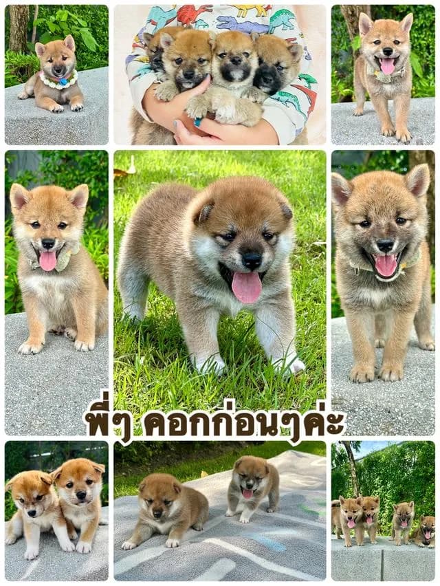 ลูกสุนัข ชิบะอินุแท้ 💯 มีใบเพ็ดดีกรี อายุตอนนี้ 19 วัน พร้อมย้ายบ้านสิ้นเดือนพฤษภาคมค่ะ