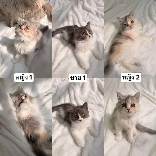 ลูกแมวเปอร์เซียร์ขนยาว