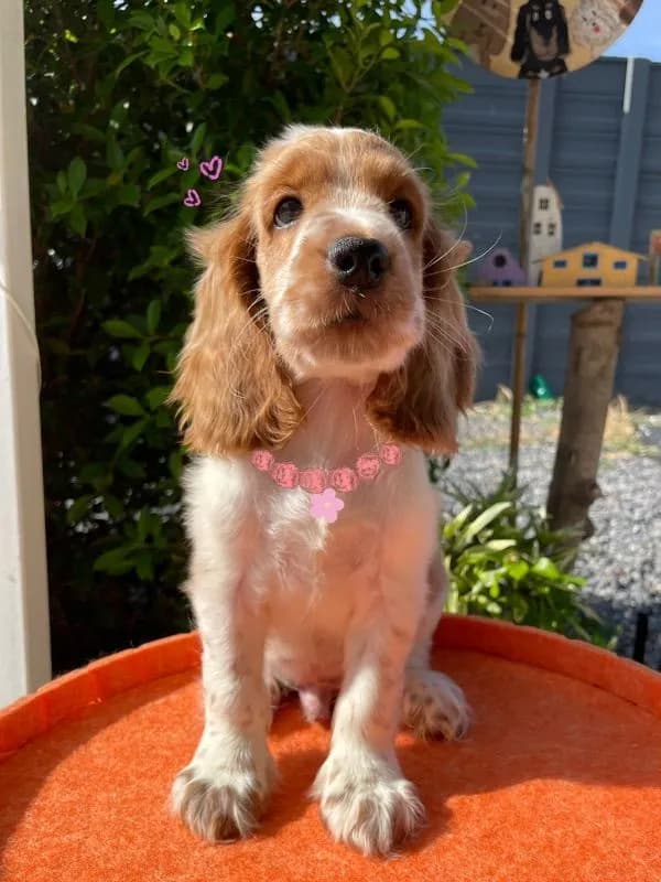 English Cocker spaniel (อิงลิชค็อกเกอร์สเปเนียล)