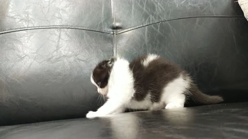 แมว scottish fold