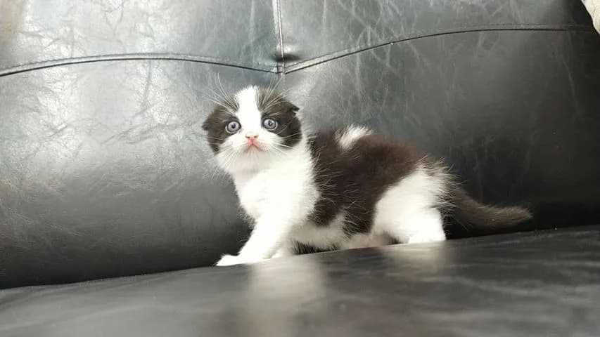 แมว scottish fold