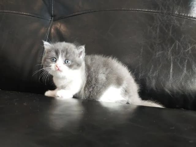 แมว scottish fold