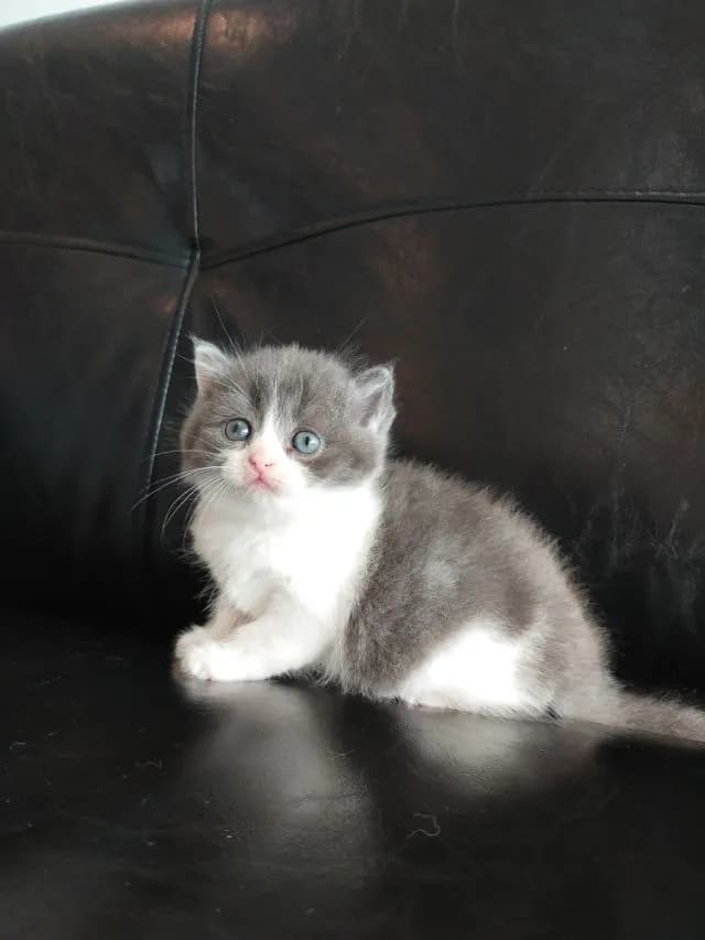 แมว scottish fold