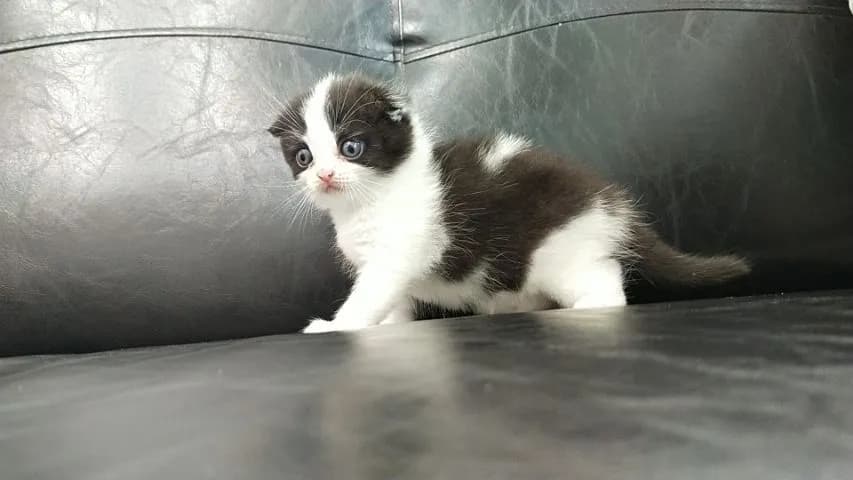 แมว scottish fold