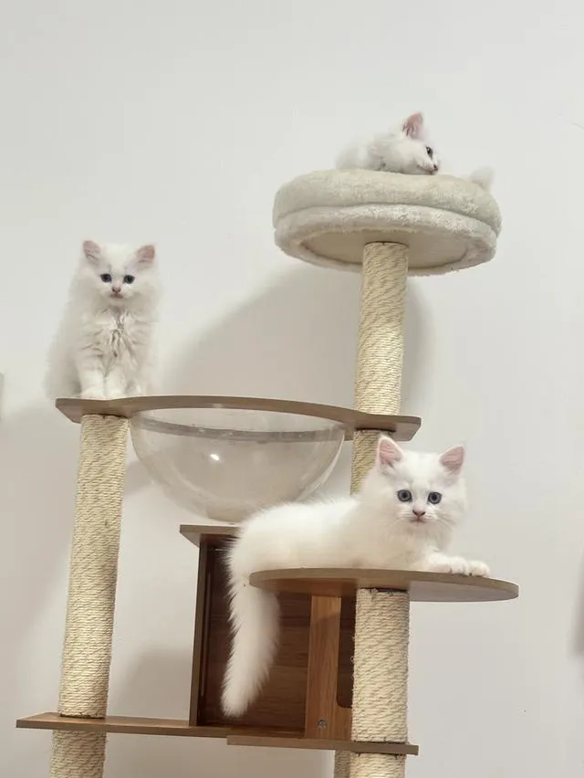 แมวเปอร์เซีย persian cat
