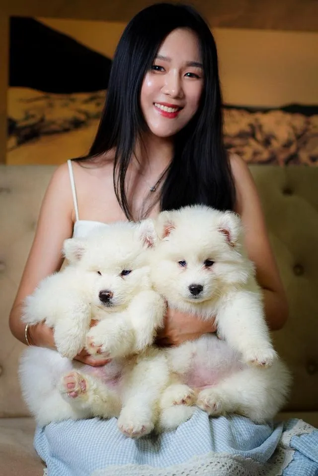 西伯利亚哈士奇幼犬出售 | 泰国 纯种认证 | 血统证书 | 健康保障