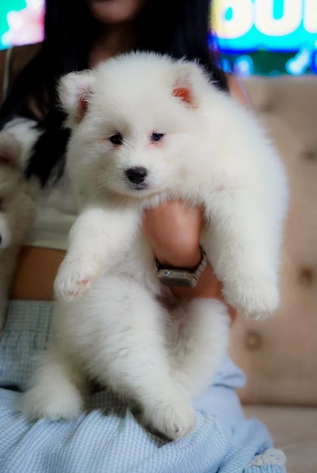西伯利亚哈士奇幼犬出售 | 泰国 纯种认证 | 血统证书 | 健康保障