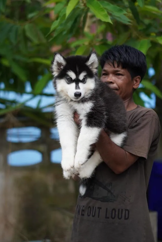 西伯利亚哈士奇幼犬出售 | 泰国 纯种认证 | 血统证书 | 健康保障