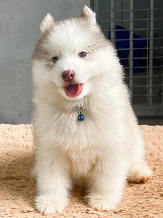 西伯利亚哈士奇幼犬出售 | 泰国 纯种认证 | 血统证书 | 健康保障