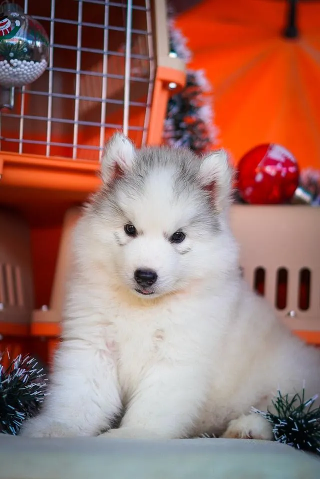 西伯利亚哈士奇幼犬出售 | 泰国 纯种认证 | 血统证书 | 健康保障