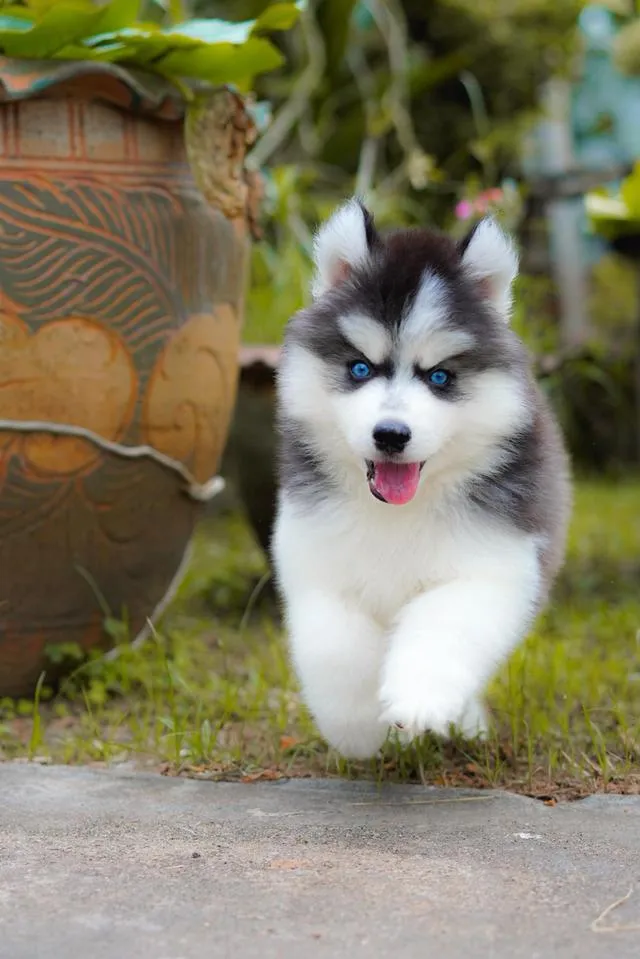 西伯利亚哈士奇幼犬出售 | 泰国 纯种认证 | 血统证书 | 健康保障
