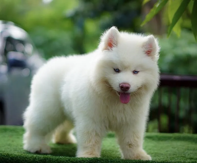 西伯利亚哈士奇幼犬出售 | 泰国 纯种认证 | 血统证书 | 健康保障