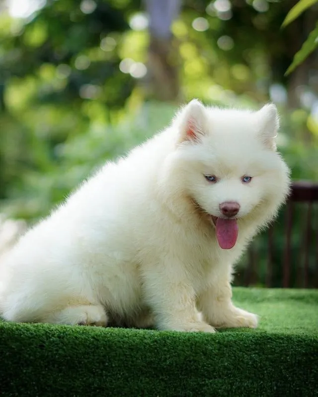 西伯利亚哈士奇幼犬出售 | 泰国 纯种认证 | 血统证书 | 健康保障