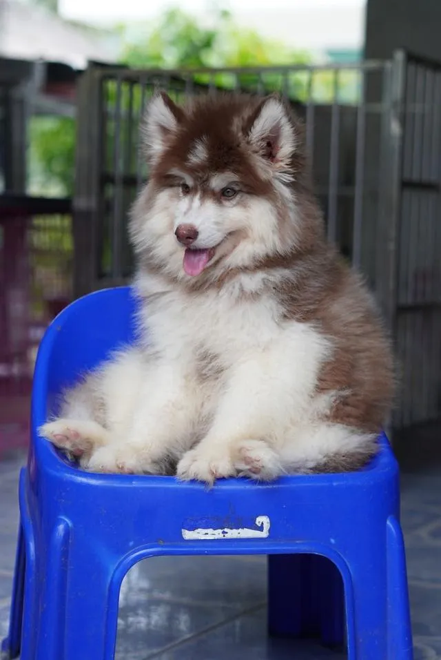 西伯利亚哈士奇幼犬出售 | 泰国 纯种认证 | 血统证书 | 健康保障