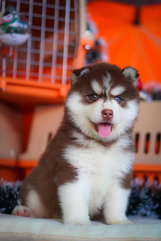 西伯利亚哈士奇幼犬出售 | 泰国 纯种认证 | 血统证书 | 健康保障