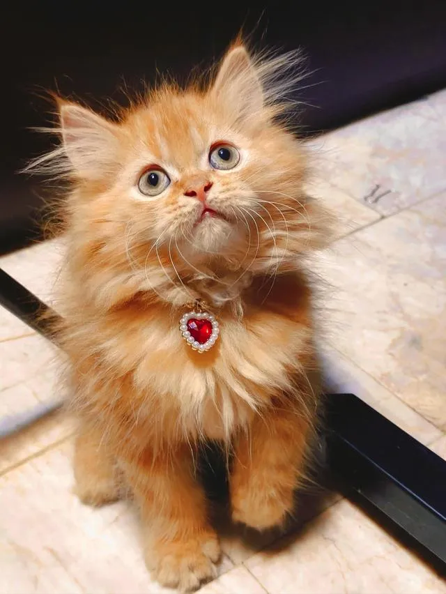 ลูกแมว Scottish Fold ขนยาว ขนนุ่มฟู หน้ากลม นิสัยน่ารัก ขี้อ้อน สุขภาพดี เลี้ยงระบบปิด วัคซีนและถ่ายพยาธิตามวัย กินอาหารเองได้ เข้ากระบะทรายเป็น ร