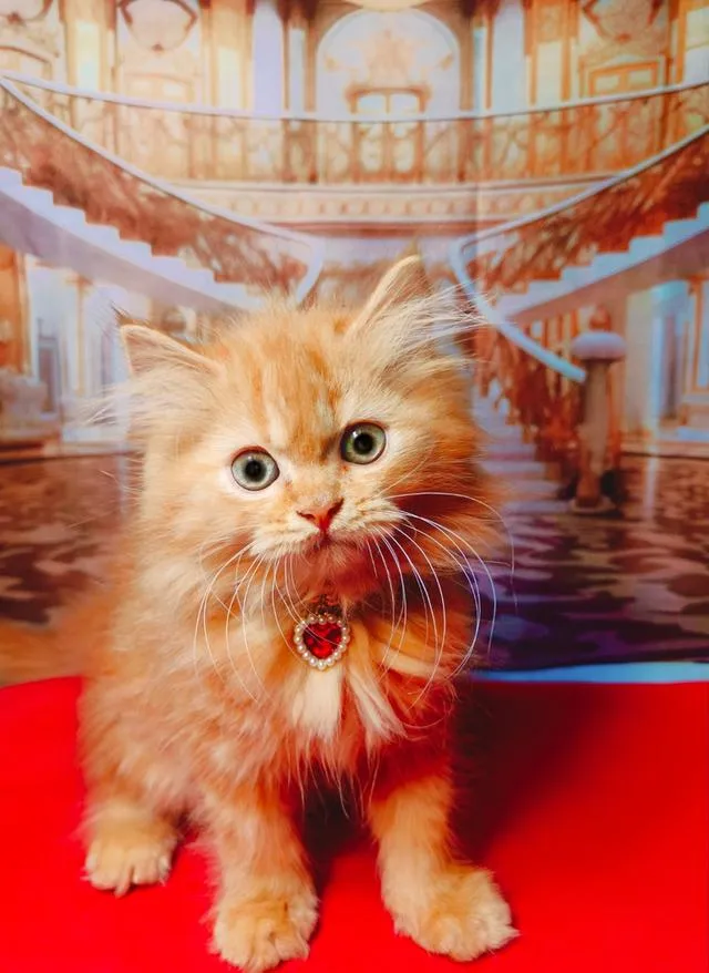 ลูกแมว Scottish Fold ขนยาว ขนนุ่มฟู หน้ากลม นิสัยน่ารัก ขี้อ้อน สุขภาพดี เลี้ยงระบบปิด วัคซีนและถ่ายพยาธิตามวัย กินอาหารเองได้ เข้ากระบะทรายเป็น ร