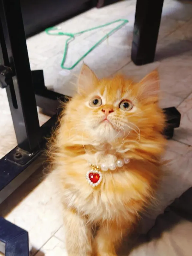 ลูกแมว Scottish Fold ขนยาว ขนนุ่มฟู หน้ากลม นิสัยน่ารัก ขี้อ้อน สุขภาพดี เลี้ยงระบบปิด วัคซีนและถ่ายพยาธิตามวัย กินอาหารเองได้ เข้ากระบะทรายเป็น ร