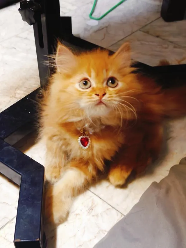 ลูกแมว Scottish Fold ขนยาว ขนนุ่มฟู หน้ากลม นิสัยน่ารัก ขี้อ้อน สุขภาพดี เลี้ยงระบบปิด วัคซีนและถ่ายพยาธิตามวัย กินอาหารเองได้ เข้ากระบะทรายเป็น ร