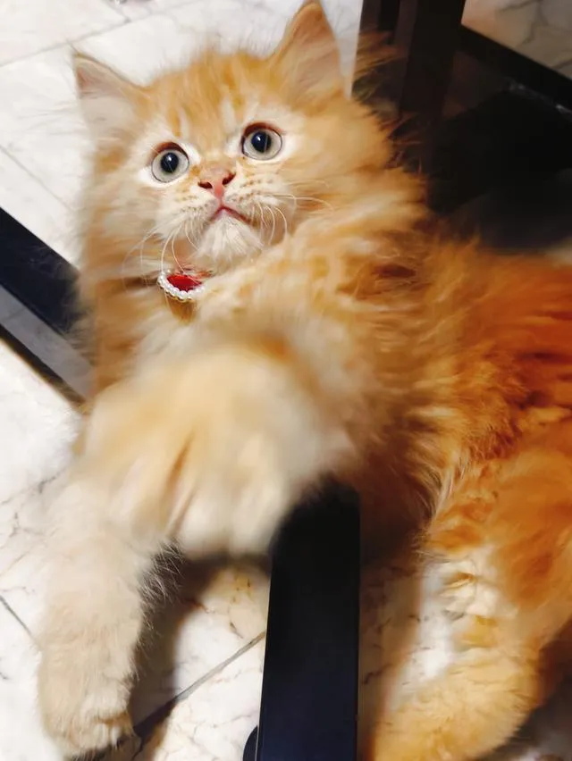 ลูกแมว Scottish Fold ขนยาว ขนนุ่มฟู หน้ากลม นิสัยน่ารัก ขี้อ้อน สุขภาพดี เลี้ยงระบบปิด วัคซีนและถ่ายพยาธิตามวัย กินอาหารเองได้ เข้ากระบะทรายเป็น ร