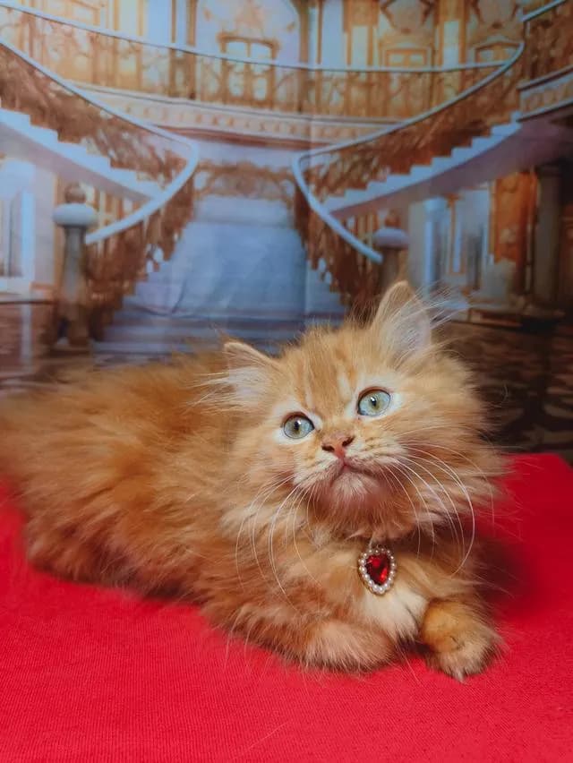 ลูกแมว Scottish Fold ขนยาว ขนนุ่มฟู หน้ากลม นิสัยน่ารัก ขี้อ้อน สุขภาพดี เลี้ยงระบบปิด วัคซีนและถ่ายพยาธิตามวัย กินอาหารเองได้ เข้ากระบะทรายเป็น ร