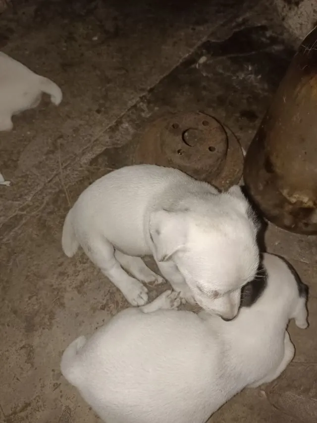 ลูกสุนัขแจ็คกับเซลล์เทอร์เรีย