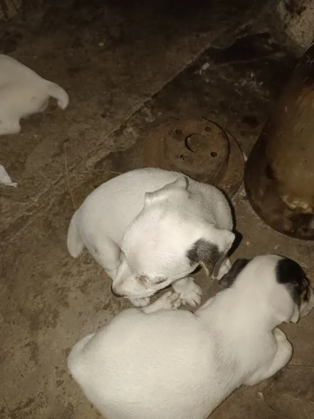 ลูกสุนัขแจ็คกับเซลล์เทอร์เรีย
