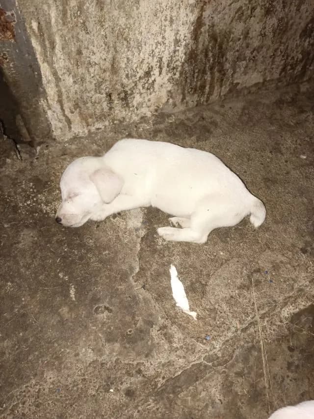 ลูกสุนัขแจ็คกับเซลล์เทอร์เรีย