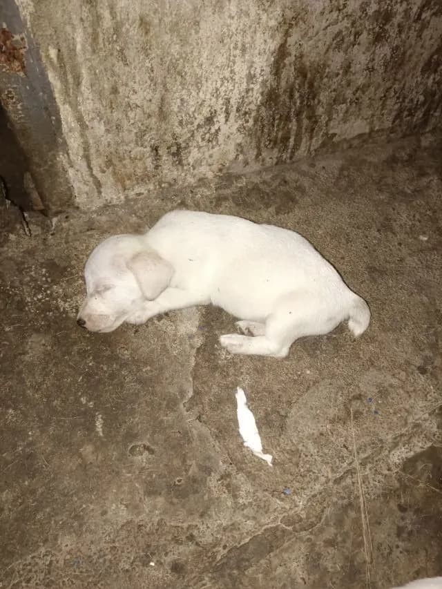 ลูกสุนัขแจ็คกับเซลล์เทอร์เรีย