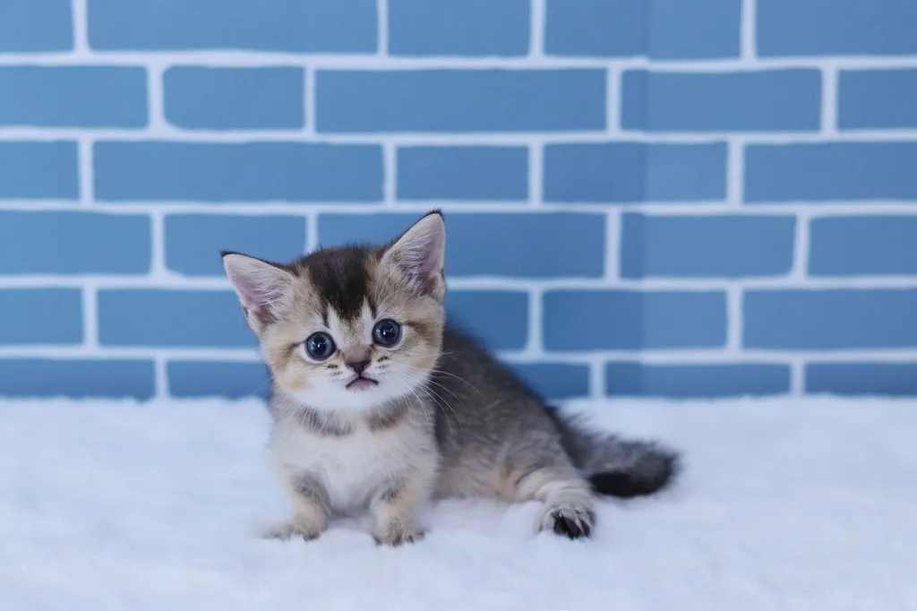 Munchkin (Short-Leg)มันช์กิ้นขาสั้น